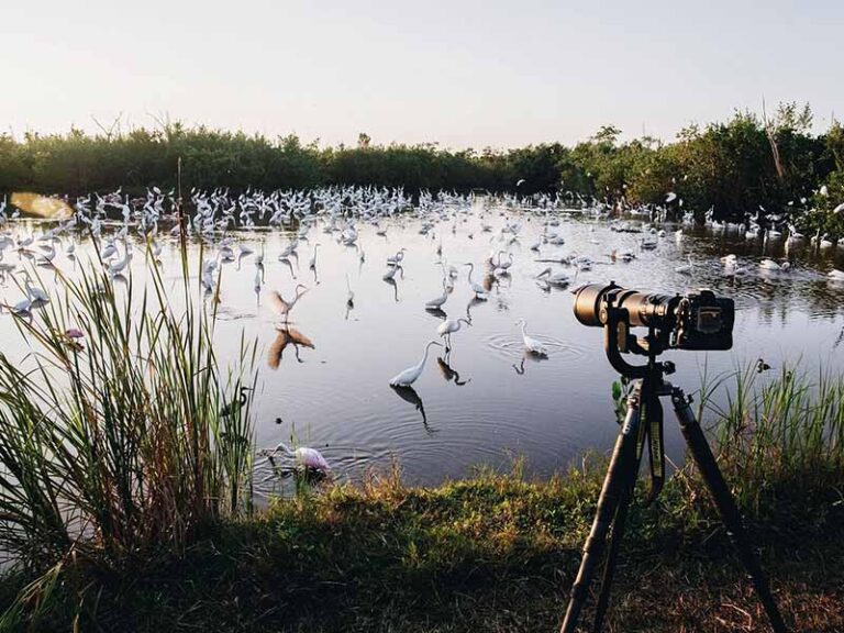 Photo of a camera on a tripod overlooking birds in the water in the Ebro Delta