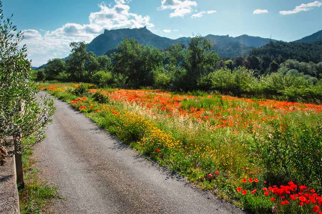 Speciale aanbiedingen Een foto van prachtige rode, gele en paarse lentebloemen met de Cat's Ears berg in de verte