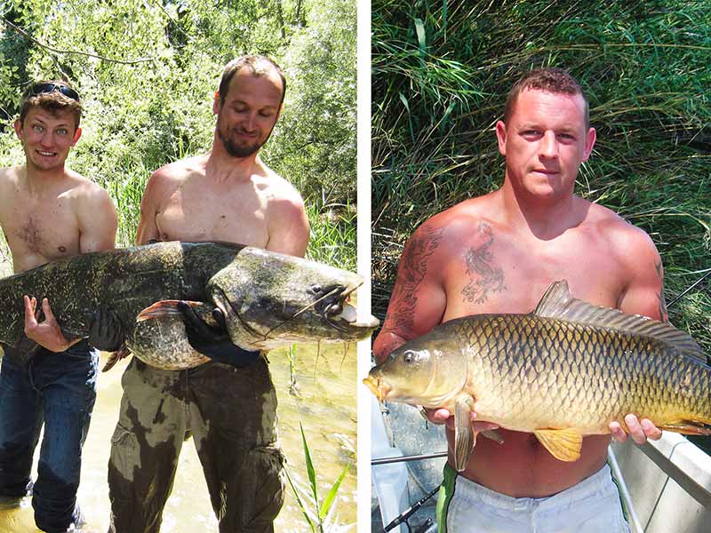 Split image of 2 fisherman on the left side of the image holding a large catfish in their arms while on the right side a lone, angler holds a large carp.